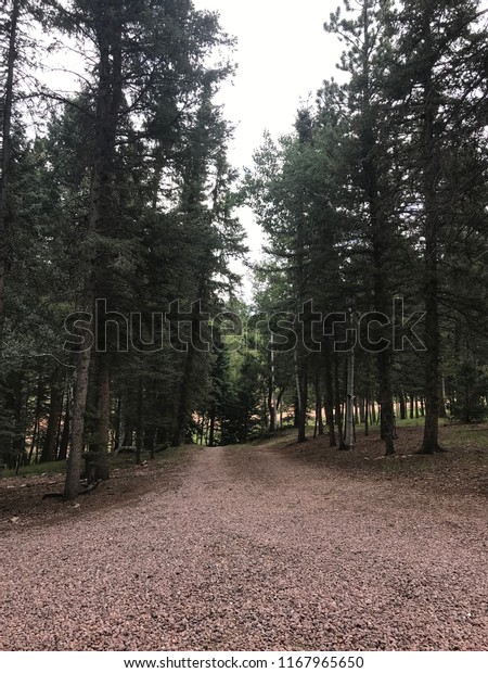 Single Lane Dirt road in Divide\
Colorado surrounded by fir and evergreen trees.  Gravel\
road.