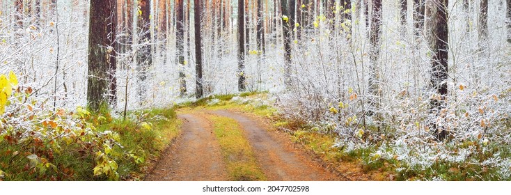 Single lane S shape rural road through the deciduous and evergreen trees in a crystal white hoarfrost. Colorful golden leaves and fresh snow on the ground. Early winter. Idyllic landscape