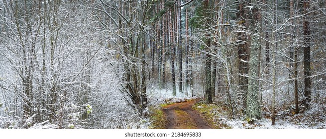 Single lane S shape rural road through the deciduous trees in a crystal white hoarfrost. Colorful golden leaves and fresh snow on the ground. Early winter in Latvia. Idyllic landscape