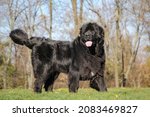 Single large black Newfoundland dog is standing on the grass