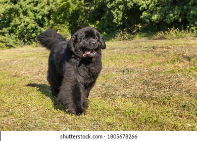 Single large black Newfoundland dog massive broad snout. Young Newfoundland dog playing on a green field. Water rescue dog.