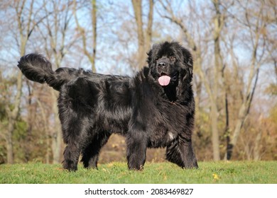 Single large black Newfoundland dog is standing on the grass