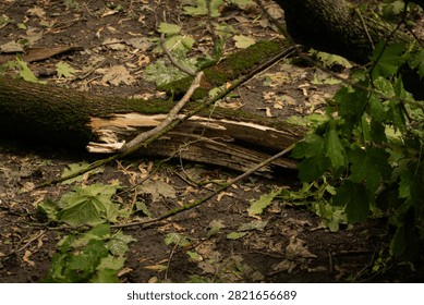 A single large broken branch lying on a lawn in an urban park after strong wind. A thick piece of wood with a jagged break and smaller offshoots spreads across the grass, surrounded by green leaves. The bark texture and fresh wood fracture are clearly visible. Signs of severe weather in an urban environment, with focus on a solitary object and its form. Soft daylight, documentary style.