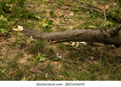 A single large broken branch lying on a lawn in an urban park after strong wind. A thick piece of wood with a jagged break and smaller offshoots spreads across the grass, surrounded by green leaves. The bark texture and fresh wood fracture are clearly visible. Signs of severe weather in an urban environment, with focus on a solitary object and its form. Soft daylight, documentary style.