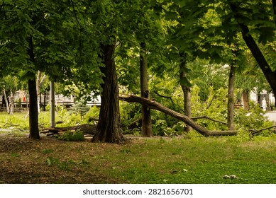 A single large broken branch lying on a lawn in an urban park after strong wind. A thick piece of wood with a jagged break and smaller offshoots spreads across the grass, surrounded by green leaves. The bark texture and fresh wood fracture are clearly visible. Signs of severe weather in an urban environment, with focus on a solitary object and its form. Soft daylight, documentary style.
