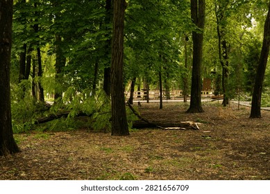 A single large broken branch lying on a lawn in an urban park after strong wind. A thick piece of wood with a jagged break and smaller offshoots spreads across the grass, surrounded by green leaves. The bark texture and fresh wood fracture are clearly visible. Signs of severe weather in an urban environment, with focus on a solitary object and its form. Soft daylight, documentary style.