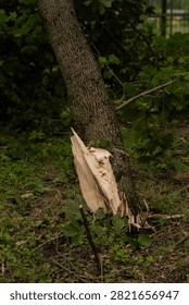 A single large broken branch lying on a lawn in an urban park after strong wind. A thick piece of wood with a jagged break and smaller offshoots spreads across the grass, surrounded by green leaves. The bark texture and fresh wood fracture are clearly visible. Signs of severe weather in an urban environment, with focus on a solitary object and its form. Soft daylight, documentary style.