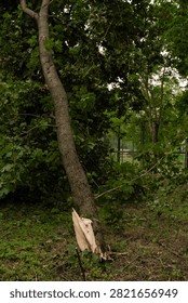 A single large broken branch lying on a lawn in an urban park after strong wind. A thick piece of wood with a jagged break and smaller offshoots spreads across the grass, surrounded by green leaves. The bark texture and fresh wood fracture are clearly visible. Signs of severe weather in an urban environment, with focus on a solitary object and its form. Soft daylight, documentary style.