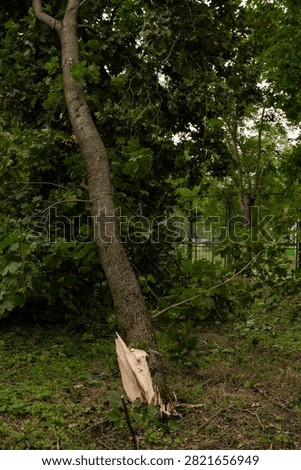 A single large broken branch lying on a lawn in an urban park after strong wind. A thick piece of wood with a jagged break and smaller offshoots spreads across the grass, surrounded by green leaves. The bark texture and fresh wood fracture are clearly visible. Signs of severe weather in an urban environment, with focus on a solitary object and its form. Soft daylight, documentary style.