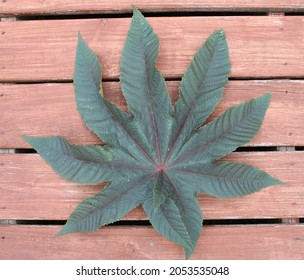 A Single Large Castor Bean Plant Leaf.