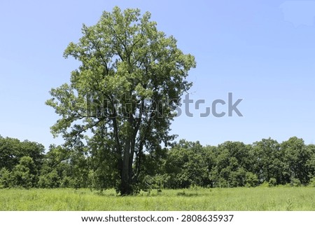 Single large eastern cottonwood tree in a field with clear sky at Somme Prairie Nature Preserve in Northbrook, Illinois