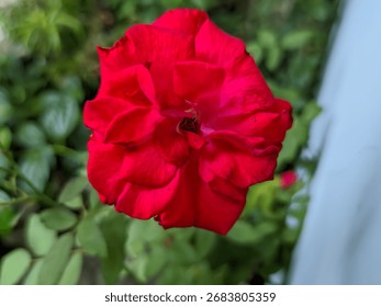 A single, large, fully bloomed deep red rose with lush, velvety petals. The flower dominates the frame, set against a softly blurred light gray or pale blue background and a hint of green leaves below