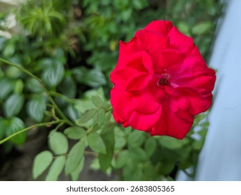 A single, large, fully bloomed deep red rose with lush, velvety petals. The flower dominates the frame, set against a softly blurred light gray or pale blue background and a hint of green leaves below
