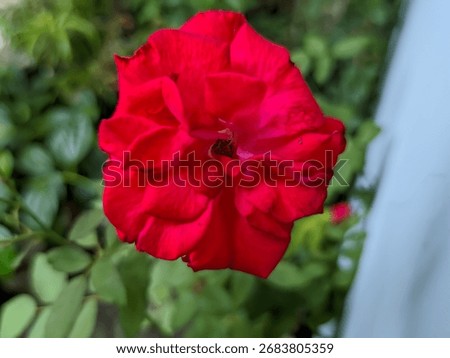 A single, large, fully bloomed deep red rose with lush, velvety petals. The flower dominates the frame, set against a softly blurred light gray or pale blue background and a hint of green leaves below
