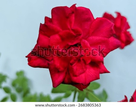 A single, large, fully bloomed deep red rose with lush, velvety petals. The flower dominates the frame, set against a softly blurred light gray or pale blue background and a hint of green leaves below