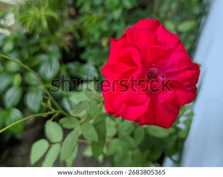 A single, large, fully bloomed deep red rose with lush, velvety petals. The flower dominates the frame, set against a softly blurred light gray or pale blue background and a hint of green leaves below