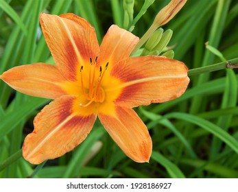 Single Large Orange Daylily Flower