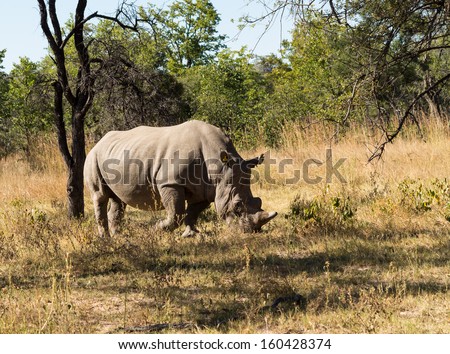 Single large rhino or rhinoceros in Matobo National Park in Zimbabwe in Southern Africa