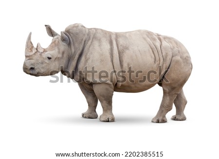 Single Large Rhinoceros Isolated on White.