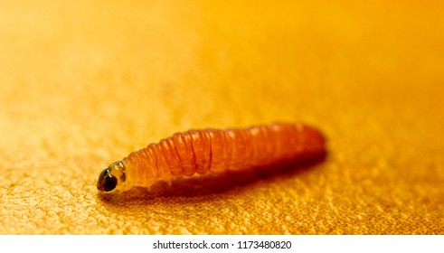 Single Larvae Crawling Around On Table Stock Photo (Edit Now) 1173480829