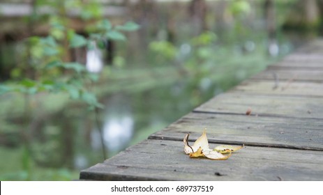 Single Leaf