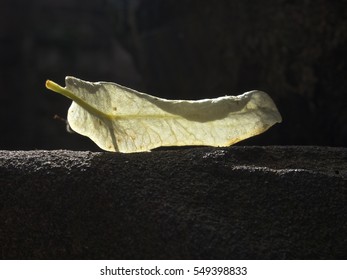 Single leaf backlit with sunlight over dark wall background