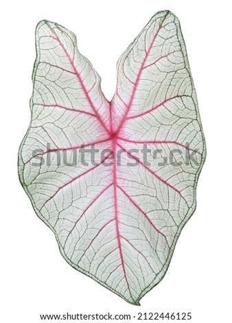 Single leaf of Caladium 'Summer Breeze' ,angel wings plant, with luminous white leaves have bright red veins and dark green edges. Isolated on white background. Tropical foliage plant.
