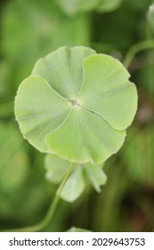 Single Leaf Of Common Nardoo (Marsilea Dummondii), An Aquatic Fern Native To Australia 