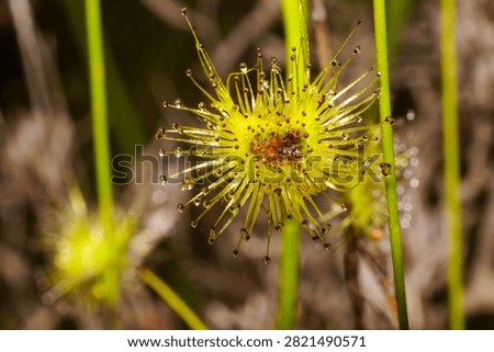 Single leaf of Drosera neesii with trapped insect prey, Western Australia