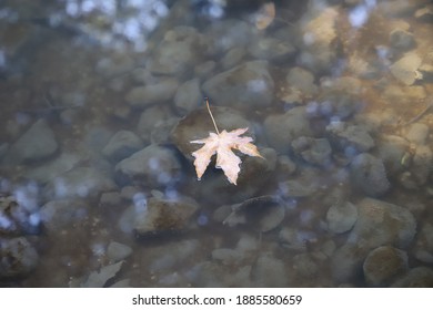 A Single Leaf Floating in a Creek
