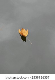Single Leaf floating on water