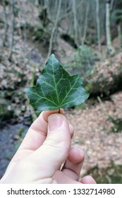single leaf in forest