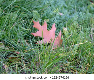Single leaf in grass it is as first fallen leaf of autumn. Color picture with bright light