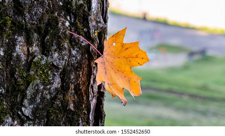 a single leaf growing from a tree bark on a fall day. the last leaf of a tree.the transition from autumn to winter.closeup macro shoot of the subject in the middle isolated on blurry background