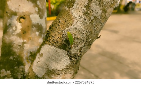 a single leaf grows on a large stem