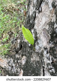 A single leaf grows on the tree trunk. Close up view