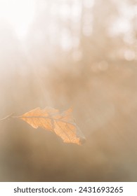 A single leaf hovers in the air, surrounded by a misty fog on a gray day. It appears weightless as it drifts aimlessly in the atmospheric conditions.