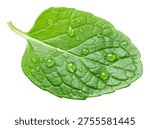 Single leaf of  mint with water drops isolated on a white background. A popular ingredient in many food production processes. Clipping path.