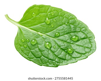 Single leaf of  mint with water drops isolated on a white background. A popular ingredient in many food production processes. Clipping path.