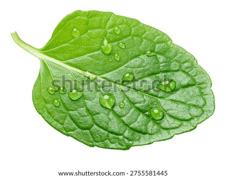 Single leaf of  mint with water drops isolated on a white background. A popular ingredient in many food production processes. Clipping path.