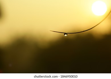 Single Leaf With Morning Water Drop 