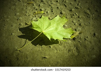 a single leaf on the ground