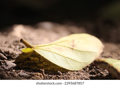 Single Leaf on the ground