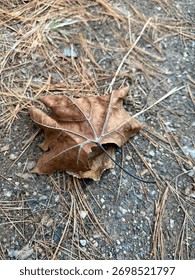 Single leaf on the ground 