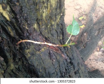 
Single leaf on large tree