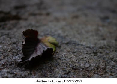 Single Leaf on a Rock