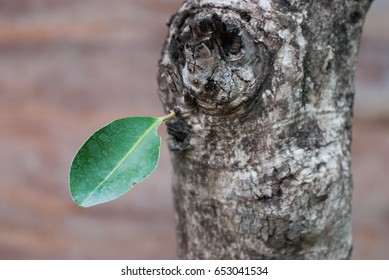 single leaf on a tree