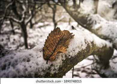 Single leaf on a tree in the snow 