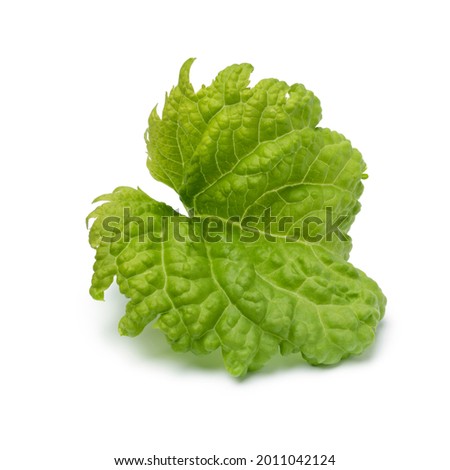 Single leaf of an organic Basil Green Ruffles plant isolated on white background 