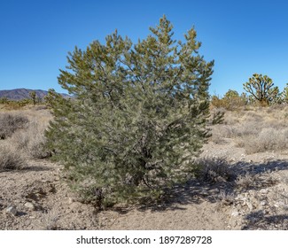 Single Leaf Pinyon Pine Tree (Pinus Monophylla) Growing Alone In A Joshua Tree Woodland Without Any Other Pines Or Juniper Around.